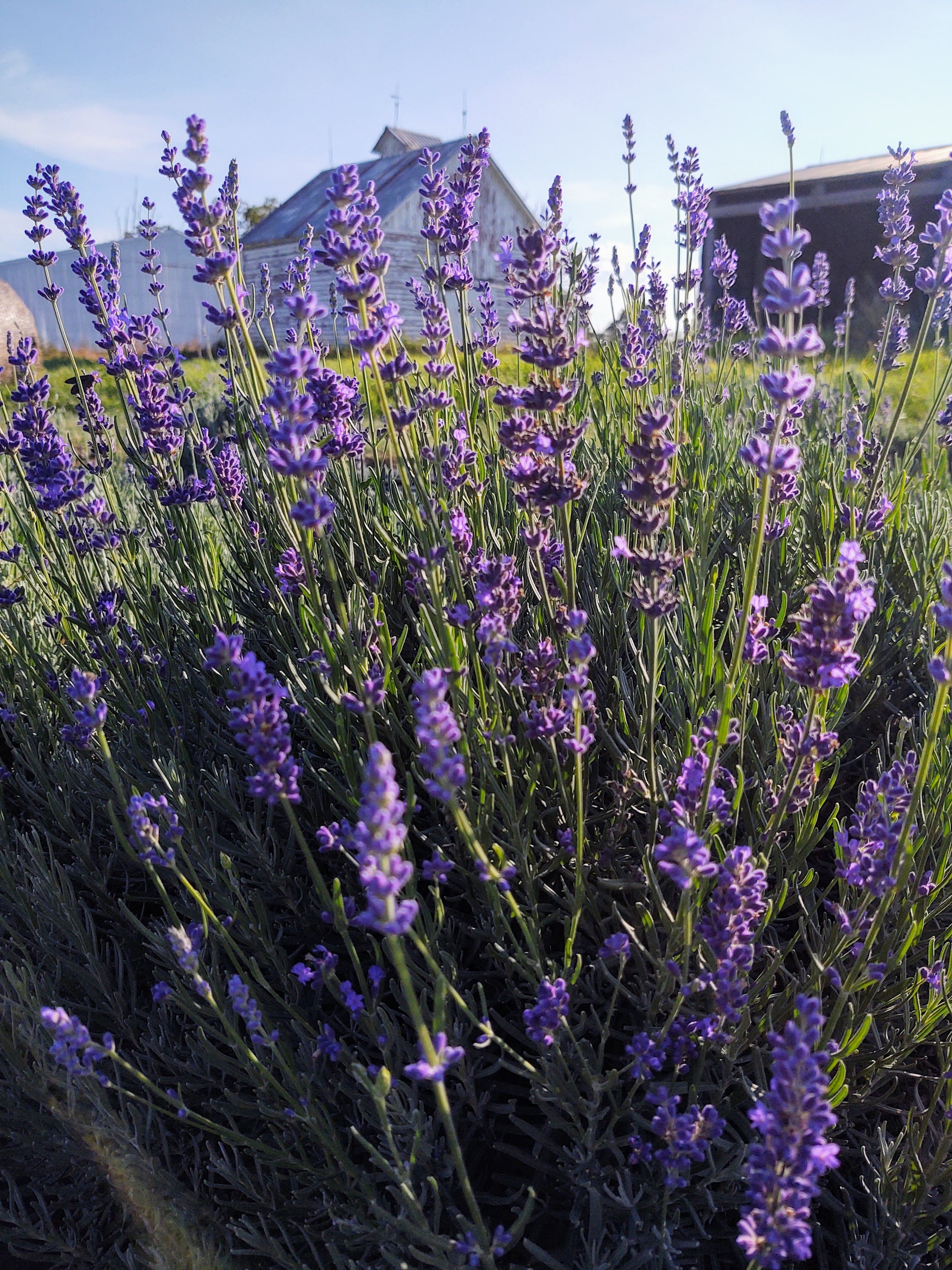 Lavender Plants Sale - Illinois  Lavender & Honey Creek Farm, Ltd.
